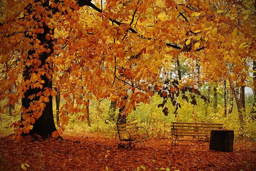 Музыкальная открытка Осенний саксофон